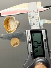 Load image into Gallery viewer, Bivalve (Pelecypoda) Fossil Sea Shell with Chalcopyrite | Mineralized Fossil Specimen | Indonesia
