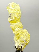 Load image into Gallery viewer, Vibrant Yellow Brucite Thumbnail Mineral Specimen | Collector Crystal from Killa Saifullah District in Balochistan Province, Pakistan
