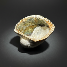 Load image into Gallery viewer, Bivalve (Pelecypoda) Fossil Sea Shell with Chalcopyrite | Mineralized Fossil Specimen | Indonesia
