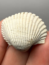 Load image into Gallery viewer, Bivalve (Pelecypoda) Fossil Sea Shell with Chalcopyrite | Mineralized Fossil Specimen | Indonesia
