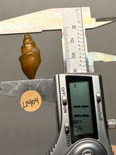Load image into Gallery viewer, Agatized Gastropod Fossil Specimen | Morocco
