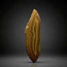 Load image into Gallery viewer, Stromatolite Fossil Slice | Ancient Microbial Reef Structure | Morocco
