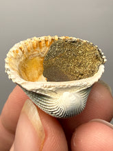 Load image into Gallery viewer, Bivalve (Pelecypoda) Fossil Sea Shell with Chalcopyrite | Mineralized Fossil Specimen | Indonesia
