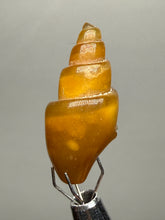 Load image into Gallery viewer, Agatized Gastropod Fossil Specimen | Morocco
