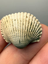 Load image into Gallery viewer, Bivalve (Pelecypoda) Fossil Sea Shell with Chalcopyrite | Mineralized Fossil Specimen | Indonesia
