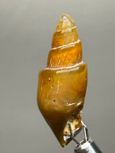 Load image into Gallery viewer, Agatized Gastropod Fossil Specimen | Morocco
