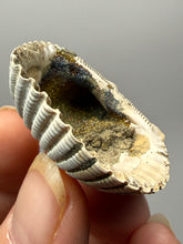 Load image into Gallery viewer, Bivalve (Pelecypoda) Fossil Sea Shell with Chalcopyrite | Mineralized Fossil Specimen | Indonesia

