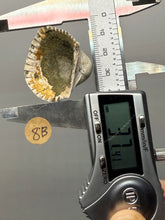 Load image into Gallery viewer, Bivalve (Pelecypoda) Fossil Sea Shell with Chalcopyrite | Mineralized Fossil Specimen | Indonesia
