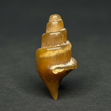 Load image into Gallery viewer, Agatized Gastropod Fossil Specimen | Morocco

