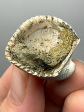 Load image into Gallery viewer, Bivalve (Pelecypoda) Fossil Sea Shell with Chalcopyrite | Mineralized Fossil Specimen | Indonesia
