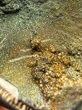 Load image into Gallery viewer, Bivalve (Pelecypoda) Fossil Sea Shell with Chalcopyrite | Mineralized Fossil Specimen | Indonesia
