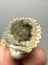 Load image into Gallery viewer, Bivalve (Pelecypoda) Fossil Sea Shell with Calcite Crystals and Chalcopyrite | Mineralized Fossil Specimen | Indonesia
