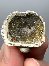 Load image into Gallery viewer, Bivalve (Pelecypoda) Fossil Sea Shell with Chalcopyrite | Mineralized Fossil Specimen | Indonesia
