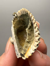 Load image into Gallery viewer, Bivalve (Pelecypoda) Fossil Sea Shell with Chalcopyrite | Mineralized Fossil Specimen | Indonesia
