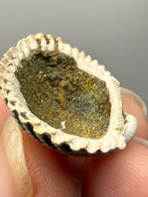 Load image into Gallery viewer, Bivalve (Pelecypoda) Fossil Sea Shell with Chalcopyrite | Mineralized Fossil Specimen | Indonesia
