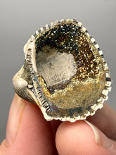 Load image into Gallery viewer, Bivalve (Pelecypoda) Fossil Sea Shell with Chalcopyrite | Mineralized Fossil Specimen | Indonesia
