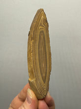 Load image into Gallery viewer, Stromatolite Fossil Slice | Ancient Microbial Reef Structure | Morocco
