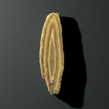 Load image into Gallery viewer, Stromatolite Fossil Slice | Ancient Microbial Reef Structure | Morocco
