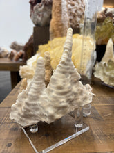 Load image into Gallery viewer, Druzy Cave Stalactite Cluster • China
