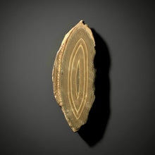 Load image into Gallery viewer, Stromatolite Fossil Slice | Ancient Microbial Reef Structure | Morocco
