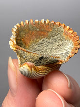 Load image into Gallery viewer, Bivalve (Pelecypoda) Fossil Sea Shell with Chalcopyrite | Mineralized Fossil Specimen | Indonesia
