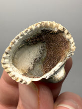 Load image into Gallery viewer, Bivalve (Pelecypoda) Fossil Sea Shell with Chalcopyrite | Mineralized Fossil Specimen | Indonesia
