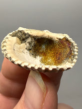 Load image into Gallery viewer, Bivalve (Pelecypoda) Fossil Sea Shell with Chalcopyrite | Mineralized Fossil Specimen | Indonesia

