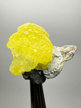 Load image into Gallery viewer, Vibrant Yellow Brucite Thumbnail Mineral Specimen | Collector Crystal from Killa Saifullah District in Balochistan Province, Pakistan
