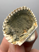 Load image into Gallery viewer, Bivalve (Pelecypoda) Fossil Sea Shell with Chalcopyrite | Mineralized Fossil Specimen | Indonesia
