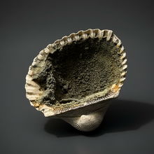 Load image into Gallery viewer, Bivalve (Pelecypoda) Fossil Sea Shell with Chalcopyrite | Mineralized Fossil Specimen | Indonesia
