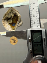 Load image into Gallery viewer, Bivalve (Pelecypoda) Fossil Sea Shell with Chalcopyrite | Mineralized Fossil Specimen | Indonesia
