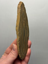 Load image into Gallery viewer, Stromatolite Fossil Slice | Ancient Microbial Reef Structure | Morocco
