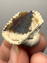 Load image into Gallery viewer, Bivalve (Pelecypoda) Fossil Sea Shell with Chalcopyrite | Mineralized Fossil Specimen | Indonesia
