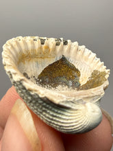 Load image into Gallery viewer, Bivalve (Pelecypoda) Fossil Sea Shell with Chalcopyrite | Mineralized Fossil Specimen | Indonesia
