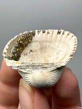 Load image into Gallery viewer, Bivalve (Pelecypoda) Fossil Sea Shell with Chalcopyrite | Mineralized Fossil Specimen | Indonesia
