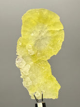 Load image into Gallery viewer, Vibrant Yellow Brucite Thumbnail Mineral Specimen | Collector Crystal from Killa Saifullah District in Balochistan Province, Pakistan
