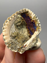 Load image into Gallery viewer, Bivalve (Pelecypoda) Fossil Sea Shell with Chalcopyrite | Mineralized Fossil Specimen | Indonesia
