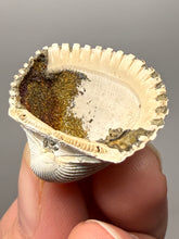 Load image into Gallery viewer, Bivalve (Pelecypoda) Fossil Sea Shell with Chalcopyrite | Mineralized Fossil Specimen | Indonesia
