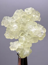 Load image into Gallery viewer, Vibrant Yellow Brucite Thumbnail Mineral Specimen | Collector Crystal from Killa Saifullah District in Balochistan Province, Pakistan
