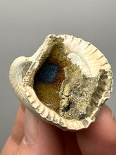 Load image into Gallery viewer, Bivalve (Pelecypoda) Fossil Sea Shell with Chalcopyrite | Mineralized Fossil Specimen | Indonesia
