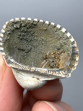 Load image into Gallery viewer, Bivalve (Pelecypoda) Fossil Sea Shell with Chalcopyrite | Mineralized Fossil Specimen | Indonesia
