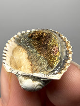 Load image into Gallery viewer, Bivalve (Pelecypoda) Fossil Sea Shell with Chalcopyrite | Mineralized Fossil Specimen | Indonesia
