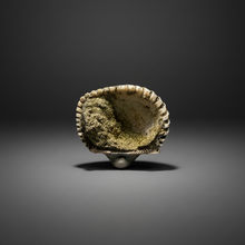 Load image into Gallery viewer, Bivalve (Pelecypoda) Fossil Sea Shell with Chalcopyrite | Mineralized Fossil Specimen | Indonesia
