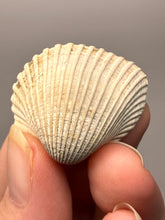 Load image into Gallery viewer, Bivalve (Pelecypoda) Fossil Sea Shell with Chalcopyrite | Mineralized Fossil Specimen | Indonesia
