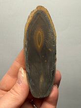 Load image into Gallery viewer, Stromatolite Fossil Slice | Ancient Microbial Reef Structure | Morocco
