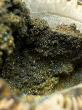 Load image into Gallery viewer, Bivalve (Pelecypoda) Fossil Sea Shell with Chalcopyrite | Mineralized Fossil Specimen | Indonesia

