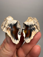 Load image into Gallery viewer, High-Grade Indonesian Sumatra Agate Pair – Vibrant Banded Chalcedony with Rich Color Zoning | Ethical Lapidary &amp; Collector Display Specimens
