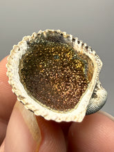 Load image into Gallery viewer, Bivalve (Pelecypoda) Fossil Sea Shell with Chalcopyrite | Mineralized Fossil Specimen | Indonesia
