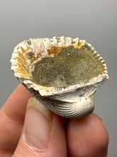 Load image into Gallery viewer, Bivalve (Pelecypoda) Fossil Sea Shell with Chalcopyrite | Mineralized Fossil Specimen | Indonesia

