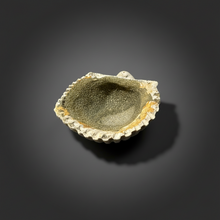 Load image into Gallery viewer, Bivalve (Pelecypoda) Fossil Sea Shell with Chalcopyrite | Mineralized Fossil Specimen | Indonesia
